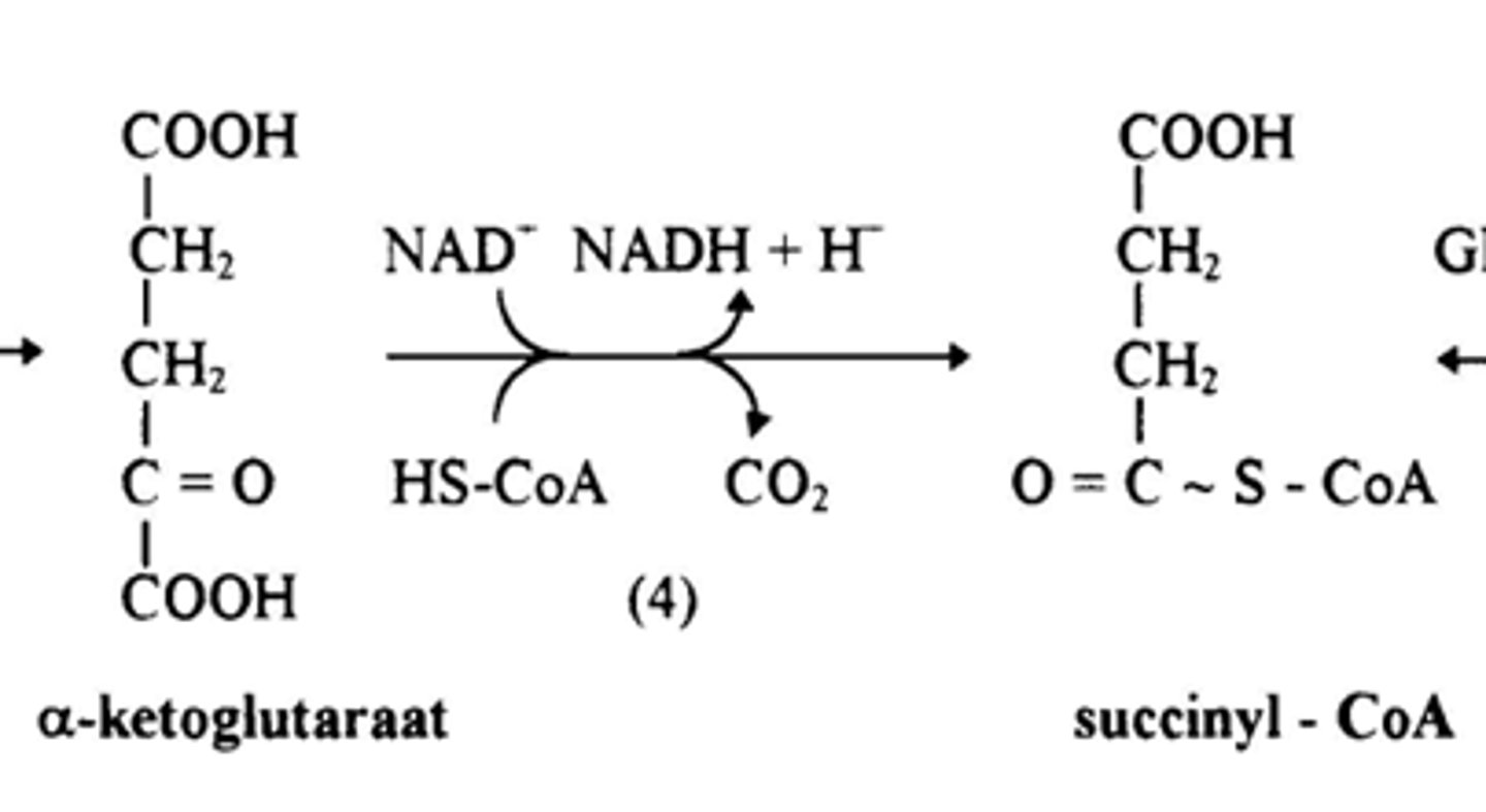 <p>Oxidatieve decarboxylatie van alpha-ketoglutaraat ter vorming van succinyl-Coa</p><p>Enzyme: alpha- ketoglutaraat dehydrogenase</p><p>extra info ter verduidelijking: De resterende vierkoolstofgroep bindt aan co-enzym A (CoA), waardoor succinyl-CoA ontstaat. Succinyl-CoA bevat een energierijke thioësterbinding (aangeduid met ~) , die in de volgende stap van de cyclus gebruikt kan worden om GTP (en vervolgens ATP) te genereren.</p>