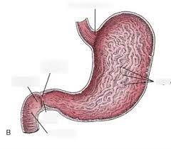 <p>internal folds of the mucosa in the stomach</p>