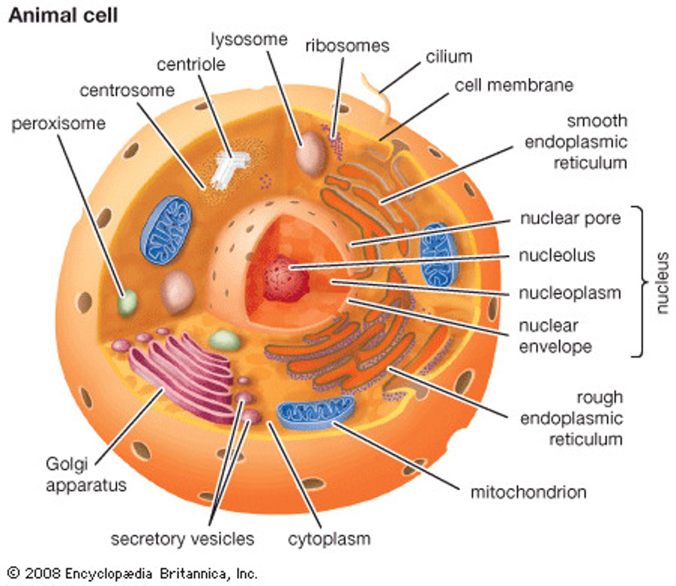 <p>Eukaryotic cells that have no central vacuole, no cell wall and no chloroplast.</p>