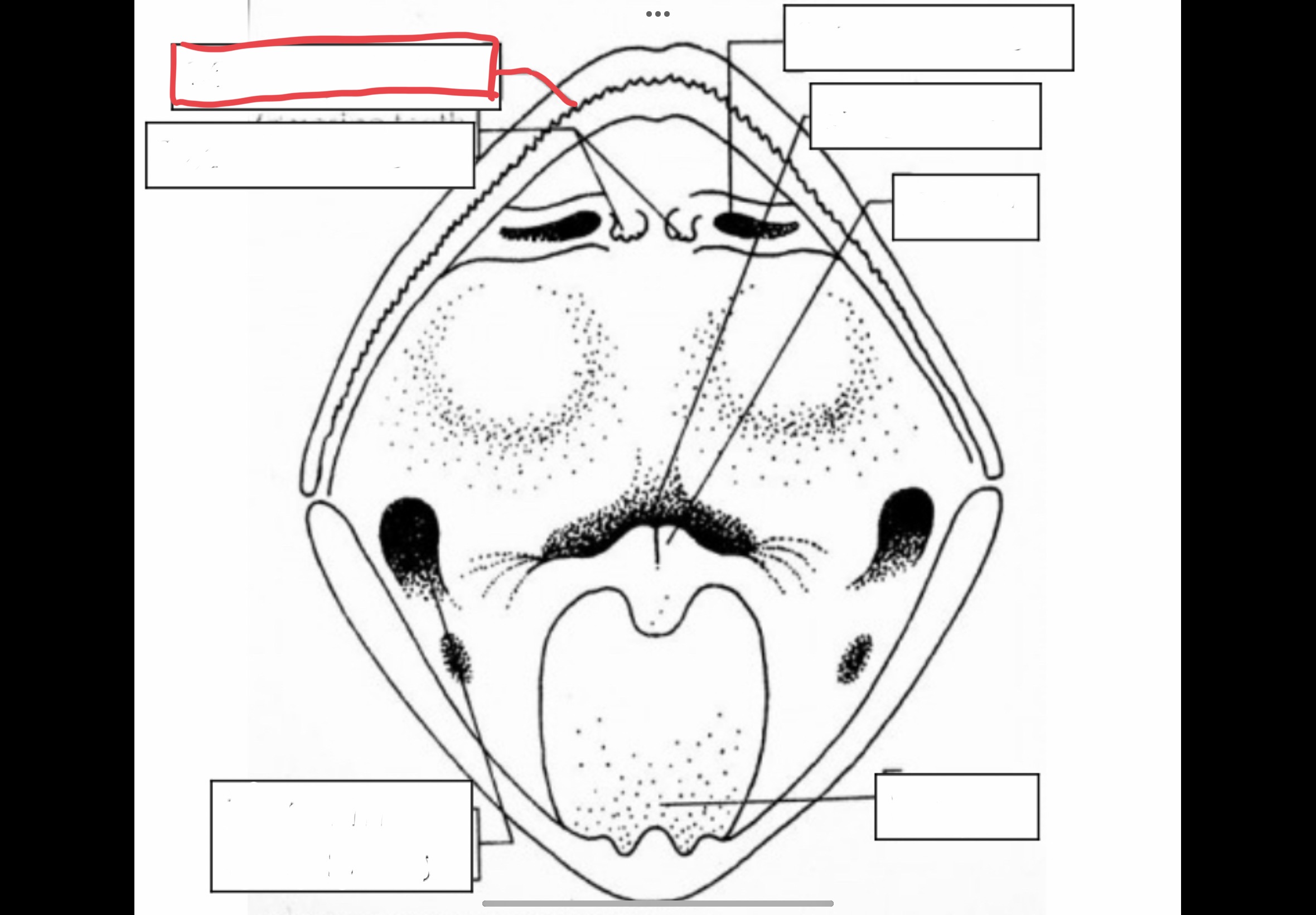 <p>Sharp teeth in the maxillary that holds captured prey</p>