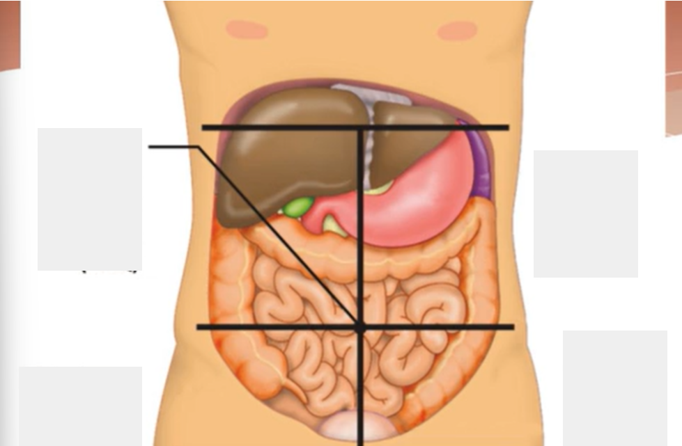 <p>Label the quadrants. RLQ, LLQ, RUQ, LUQ</p>