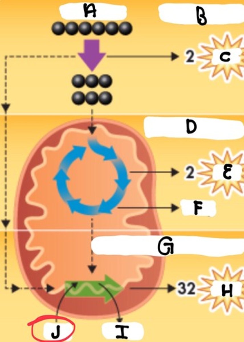 <p>What is the reactant in J</p>