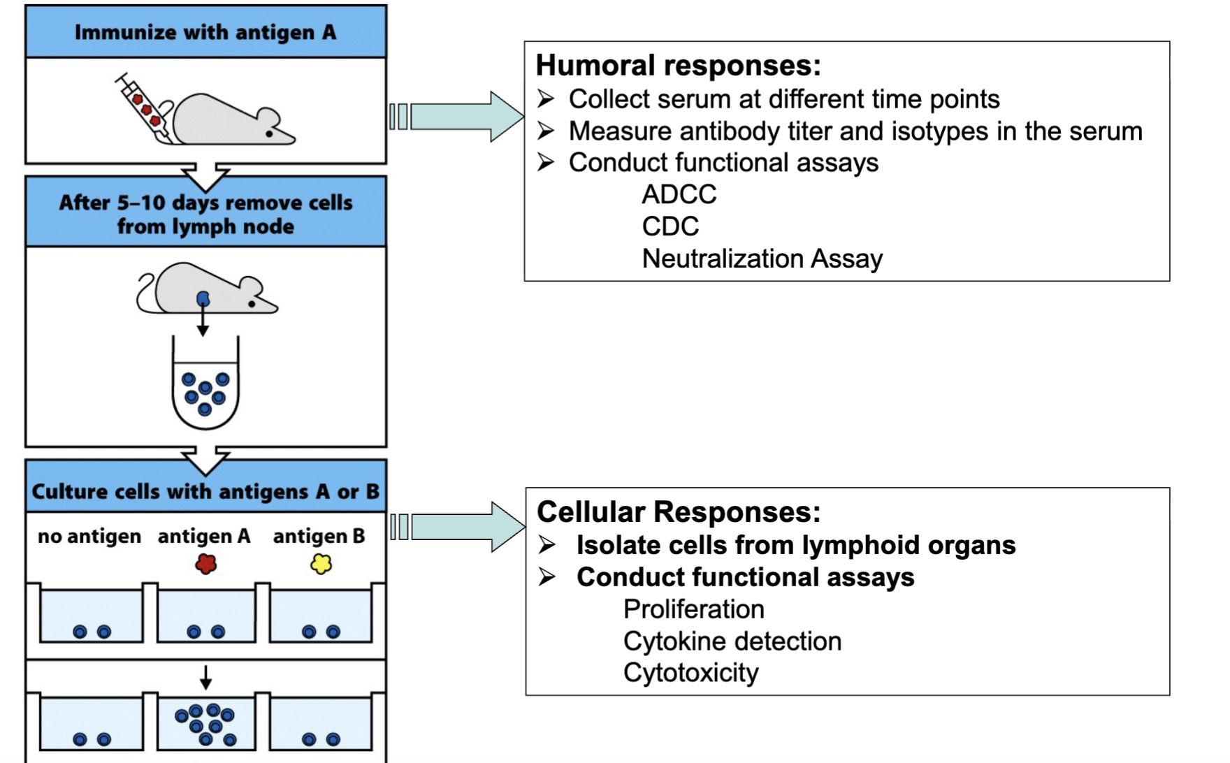 <ul><li><p><span><span>Isolate cells from lymphoid organs</span></span></p></li><li><p><span><span>Conduct functional assays</span></span></p><ul><li><p><span><span>Proliferation</span></span></p></li><li><p><span><span>Cytokine detection</span></span></p></li><li><p><span><span>Cytotoxicity</span></span></p></li></ul></li></ul><p></p>