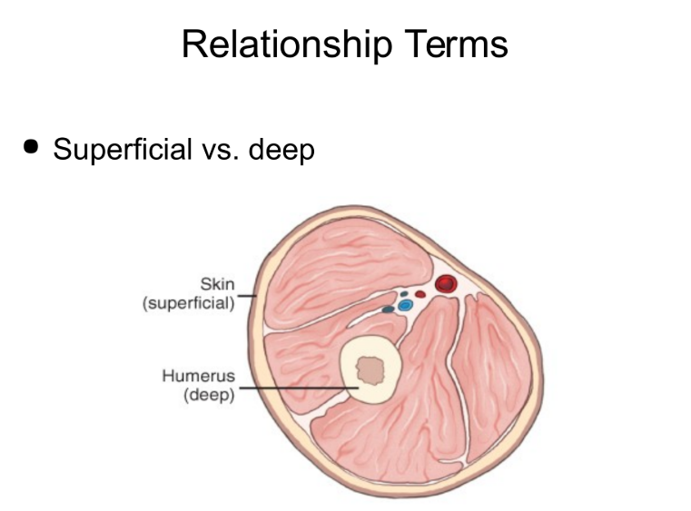 <p>Superficial vs Deep</p><p>Superficial - nearer the skin surface</p><p>Deep - The more interior you get to the body part (arrow points at Humerus compared to Skin)</p>