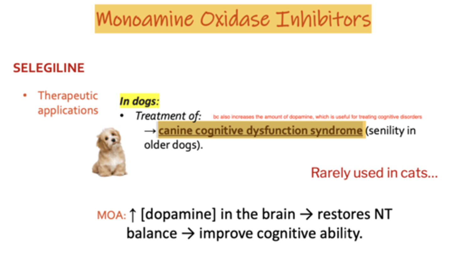 <p>selegiline</p><p>because it increases the amount of dopamine, which is useful for treating cognitive disorders</p>