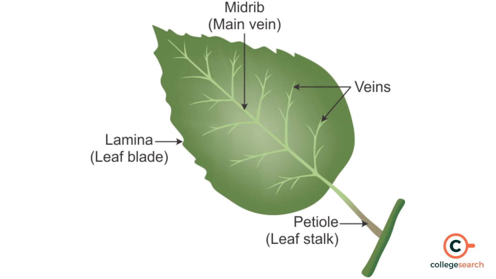 <p>petiole</p>