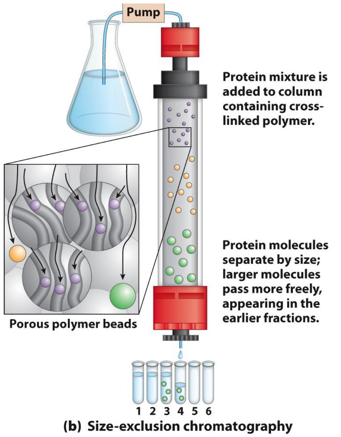 <ul><li><p><span>Separates by size</span></p></li><li><p><span>Solid phase has affinity for small molecules</span><br><span data-name="black_medium_square" data-type="emoji">◼</span><span>Small molecules trapped in pores of phase</span></p></li></ul><p></p>