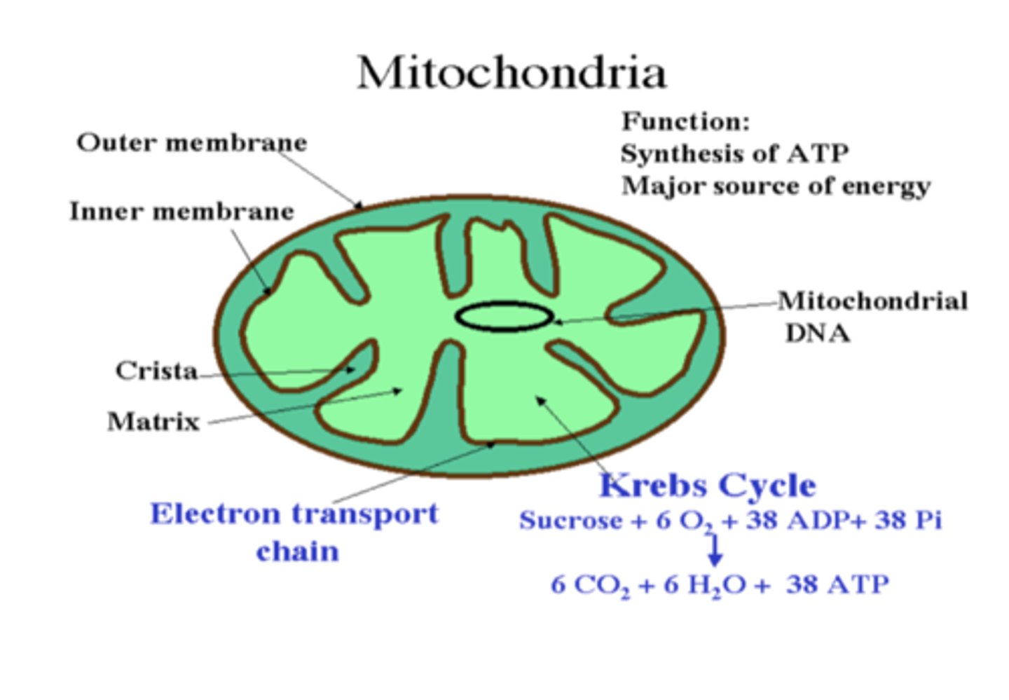 <p>The inner membrane of the mitochondria contains components of the? </p>