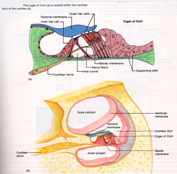 <p>Process of Hearing </p>