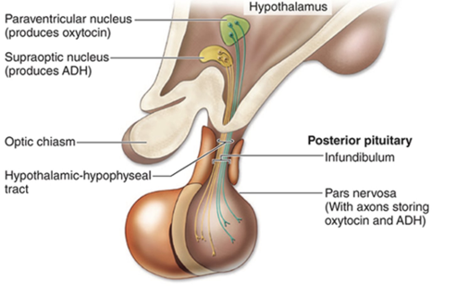 <p>Where are hormones stored in the hypothalamic-hypophyseal tract?</p>