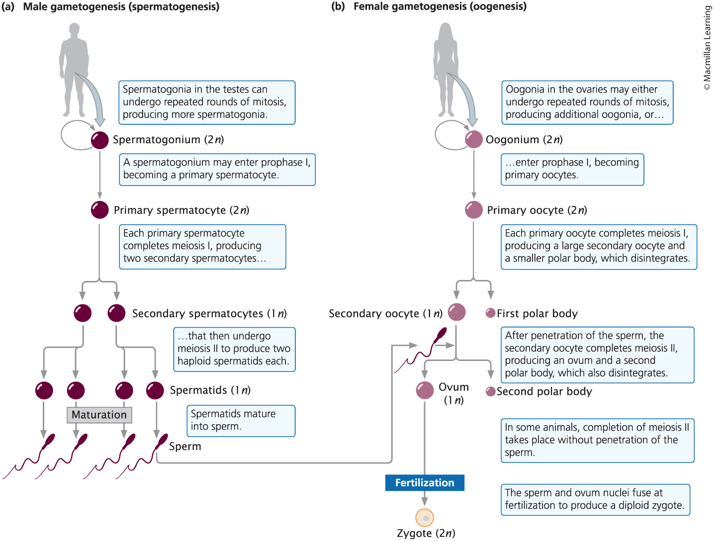 <p><span><span>The process of female gamete production</span></span></p>