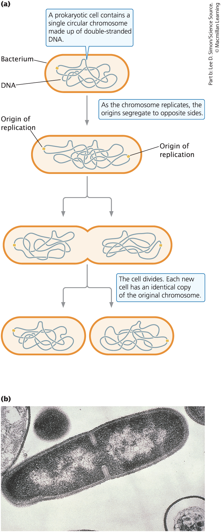 <p><span>Occurs through binary fission, involving the simple division and separation of the replicated circular chromosome, high rate of replication</span></p>