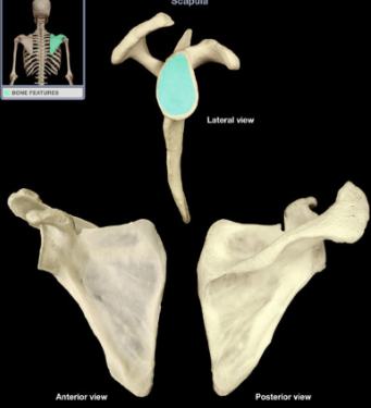 <p>What part of the scapula is this?</p>