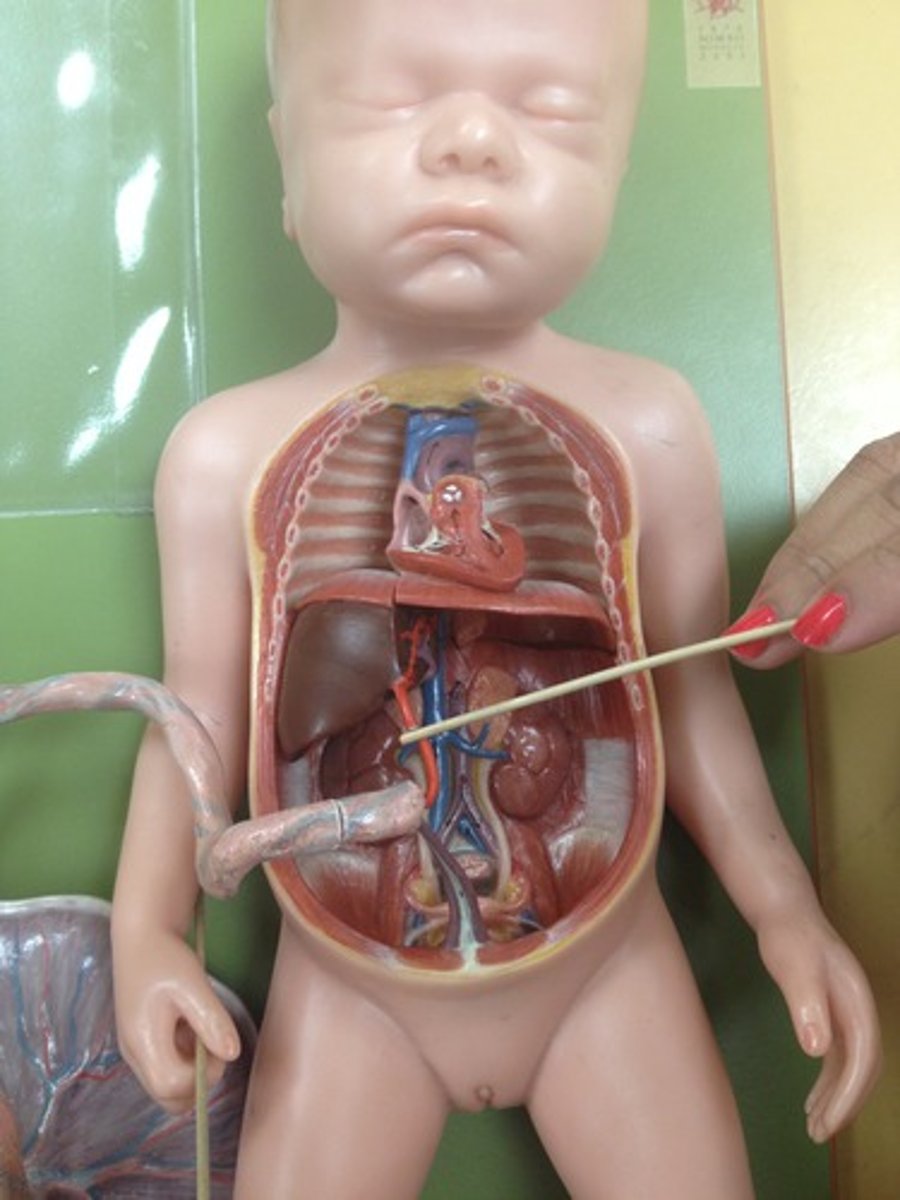 <p>- Bypasses the liver and connects the umbilical vein to the inferior vena cava</p>