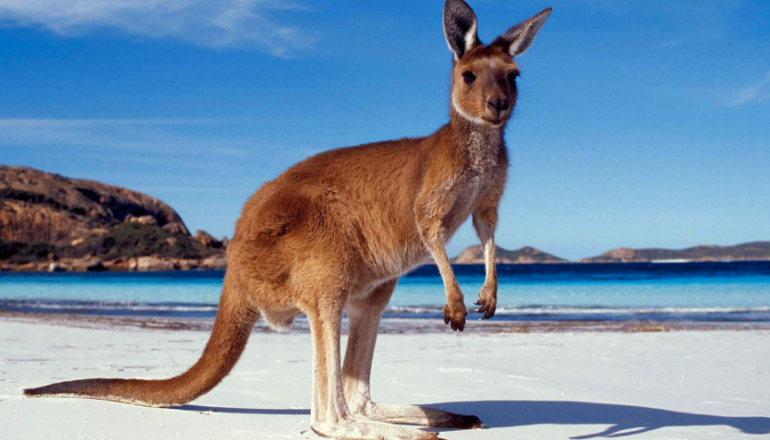 <p>mammals that give birth and have pouches for offspring</p>
