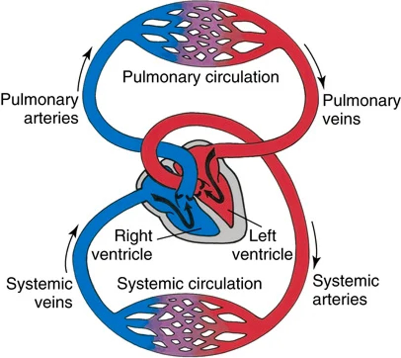 <p>The great vessels lie bunched above the base of the heart.</p><p>The superior and inferior vena cava return unoxygenated venous blood to the right side of the heart.</p><p>The pulmonary artery leaves the right ventricle, bifurcates, and carries the venous blood to the lungs.</p><p>. The pulmonary veins return the freshly oxygenated blood to the left side of the heart, and the aorta carries it out to the body.</p><p>The aorta ascends from the left ventricle, arches back at the level of the sternal angle, and descends behind the heart.</p>