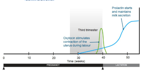 At the end of pregnancy, the placenta loses competency as a result of falling progesterone levels. High estrogen levels then trigger the onset of labour. 

* A estrogen peak coincides with an increase in oxytocin, which stimulates uterine contractions. 
* Labour progresses as a result of positive feedback. The increasing pressure on the cervix stimulates the release of more oxytocin, which increases the force of the contractions.  
* After birth, the secretion of prolactin increases. 
* Prolactin maintains lactation during the period of infant nursing. 
* Prolactin secretion is inhibited by high progesterone during pregnancy.