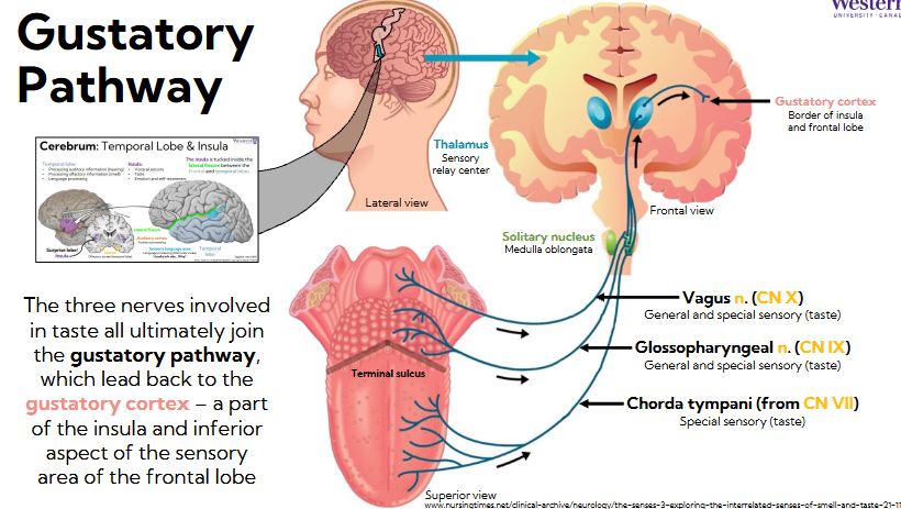 <ul><li><p><span style="background-color: transparent;"><span>The three nerves involved in taste all ultimately join the gustatory pathway, which lead back to the gustatory cortex – a part of the insula and inferior aspect of the sensory area of the frontal lobe</span></span></p><ul><li><p><span style="background-color: transparent;"><span>Vagus n: general and special sensory (taste)</span></span></p></li><li><p><span style="background-color: transparent;"><span>Glossopharyngeal n: general and special sensory (taste)</span></span></p></li><li><p><span style="background-color: transparent;"><span>Chorda tympani (from CN VII): special sensory (taste)</span></span></p></li></ul></li><li><p><span style="background-color: transparent;"><span>Feed back to solitary nucleus in the medulla oblongata, those neurons feed back to thalamus (sensory relay center)</span></span></p></li><li><p><span style="background-color: transparent;"><span>Thalamus sends signal to gustatory cortex, border of insula and inferior lateral aspects of frontal lobe</span></span></p></li><li><p><span style="background-color: transparent;"><span>All of these nerves have parasympathetic functions: </span></span></p><ul><li><p><span style="background-color: transparent;"><span>Chorda tympani CN VII and glossopharyngeal CN IX create mucus</span></span></p></li><li><p><span style="background-color: transparent;"><span>Vagus innervates digestive system</span></span></p></li></ul></li><li><p><span style="background-color: transparent;"><span>Means taste sensing nerves have direct line to parasympathetic response, explains when we taste we salivate</span></span></p></li></ul><p></p>