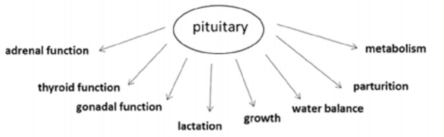 <p>- ACTH = adrenal function</p><p>- TSH = thyroid function</p><p>- FSH/LH = gonadal function</p><p>- Prolactin = lactation</p><p>- GH = growth/metabolism</p><p>- Water balance</p><p>- Parturition</p>