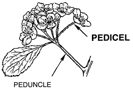 <p>the stalk of a flower or inflorescence </p>