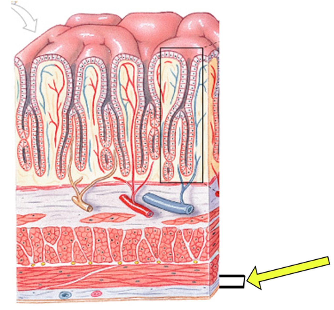 <p>Name this layer</p>