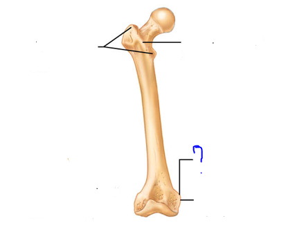 <p>Projections that are sites of muscle &amp; ligament attachment</p><ul><li><p>Small rounded projection or process</p></li></ul>