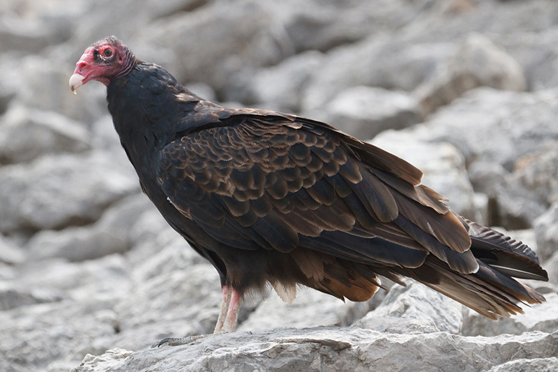 <p><em>Cathartes aura</em></p>