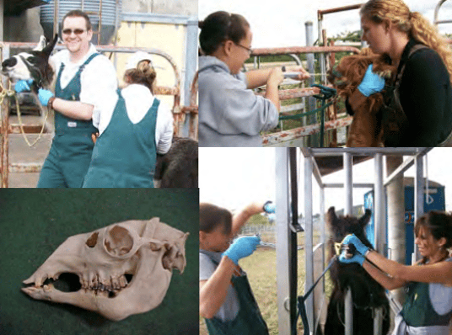 <p>It needs to fit high up close to the eyes, the bone does not go far past their eyes so if it doesn't fit well it will make it hard for them to breath</p>