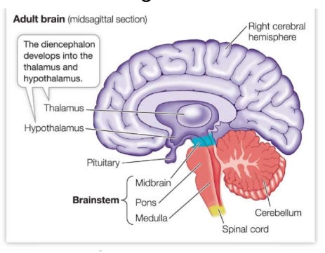 <p>The forebrain develops into which two regions?</p>