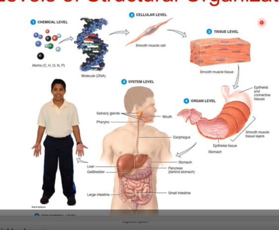 <p>Starts with chemical level </p><p>then cellular </p><p>then tissue</p><p>then organ</p><p>then system</p><p>then organism level </p>