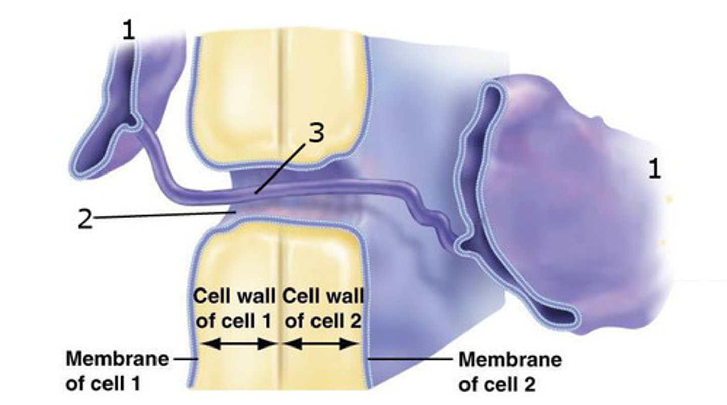 <p>(2) openings in plant cell walls through which strands of ER and cytosol connect adjacent cells</p>