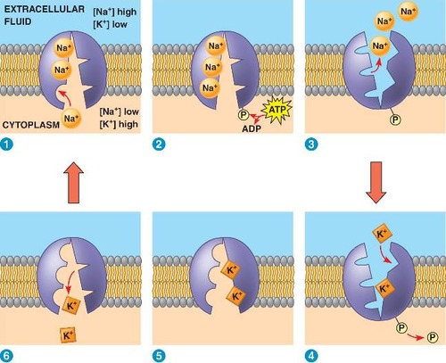 The sodium-potassium pump is located in the cell membrane and actively moves both Na+ and K+ against their respective concentration gradients.   

1.  Three Na+ ions bind to the pump from the inside of the cell.

2. ATP binds to the pump. 

3.  ATP is hydrolyzed, leading to phosphorylation of the pump and release of ADP. As a result of phosphorylation, the pump undergoes a conformational change.  The phosphorylated form of the pump has a low affinity for Na+ ions, so they are released to the outside of the cell. 

4.  Two K+ ions bind to the pump from the outside of the cell.  

5.  Binding of the K+ ions causes the dephosphorylation of the pump, reverting it to its original conformation.

6.  The two bound K+ ions are released to the inside of the cell. 