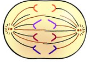 <p>What happens in anaphase?</p>