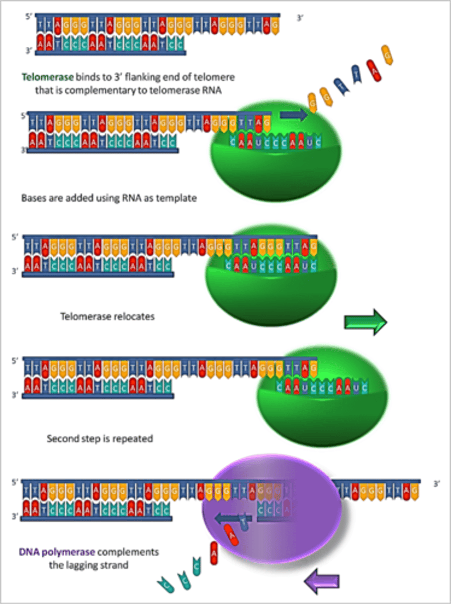 <p>has RNA and proteins which can serve as a template for extension of 3' end of telomere so DNA Poly III can add nucleotides on the lagging strand</p><p>- ONLY ACTIVE IN PROLIFERATIVE CELLS (fetal cells, bone marrow, germ line, intestinal)</p>