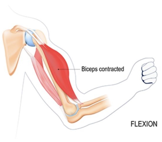 <p>flexion</p>