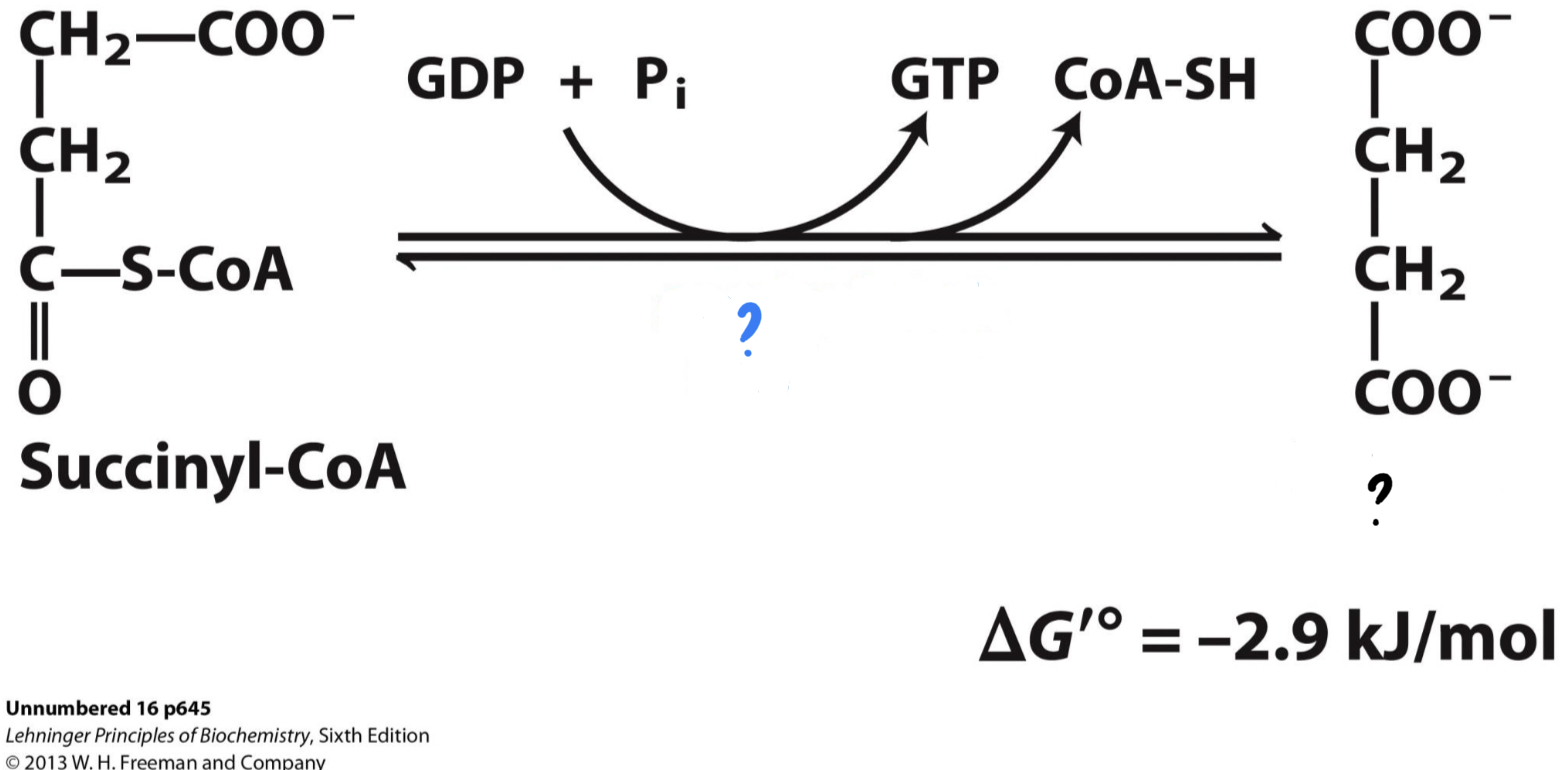 <ul><li><p>CoA is displaced by a phosphate group, <u>which is transferred to GDP, forming GTP, a molecule with functions similar to ATP.</u> GTP can also be used, as shown, to generate ATP.</p></li></ul>