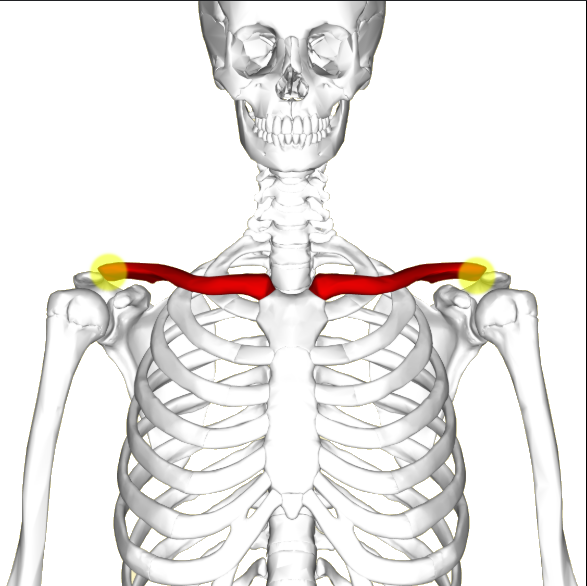 <p>What ends of the clavicle is this?</p>