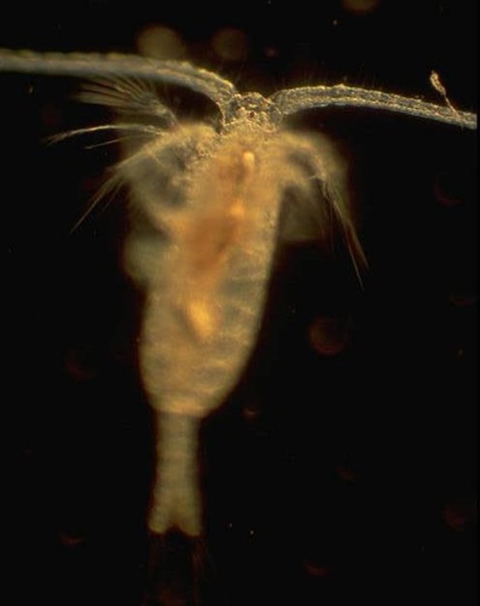 <p>Copepods.</p>