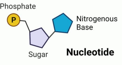 <p>Nucleotide</p>