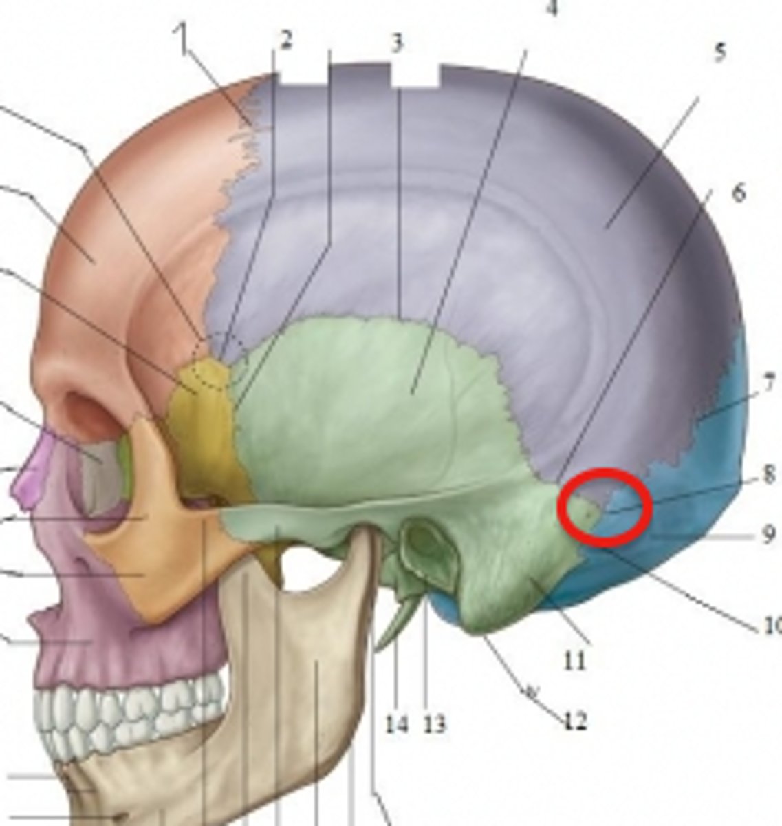 <p>Where Parietal, Occipital, and Temporal Bones meet</p>