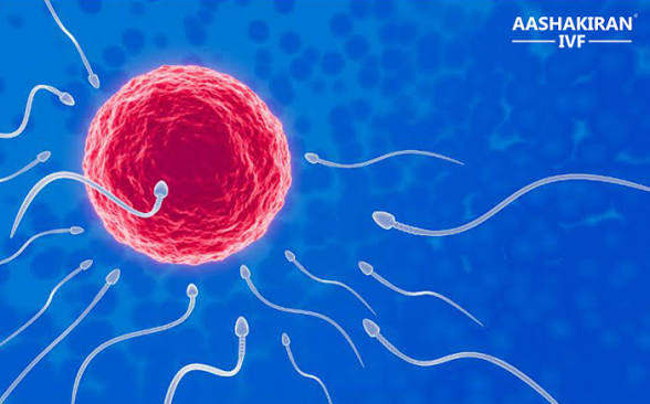 <p>The process by which male and female gametes combine to form a zygote, restoring the diploid chromosome number and initiating the development of a new organism. </p>
