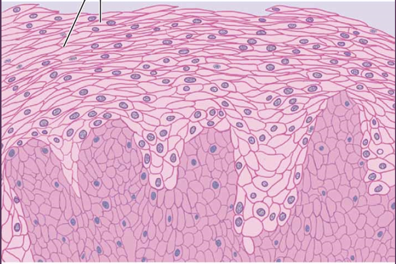 <p>stratified squamous epithelium</p>
