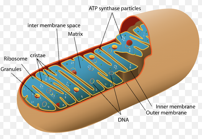 <ul><li><p><strong>Outer membrane:</strong> Smooth boundary that encloses the mitochondrion</p></li><li><p><strong>Inner membrane:</strong> Highly folded (to max out surface area!) membrane that contains the electron transport chain</p></li><li><p><strong>Cristae:</strong> Folds of the inner membrane that increase surface area</p></li><li><p><strong>Intermembrane space:</strong> Space between the outer and inner membranes where protons accumulate</p></li><li><p><strong>Matrix:</strong> Inner compartment containing enzymes for respiration</p></li><li><p><strong>Ribosomes:</strong> Found in the matrix; synthesize mitochondrial proteins</p></li><li><p><strong>DNA:</strong> Circular mitochondrial DNA located in the matrix</p></li><li><p><strong>ATP synthase:</strong> Enzyme embedded in the inner membrane that produces ATP</p></li></ul><p></p>