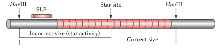 Star effects on RFLP profiles. Only the restriction fragments detectable by the probe are shown. HaeIII restriction sites and star sites are indicated by arrows.