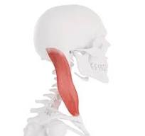 <p>What is this muscle</p>