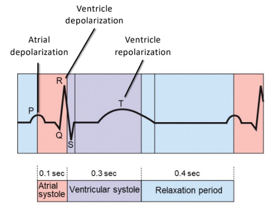 - Cardiac cycle
- Systole
- Diastole
