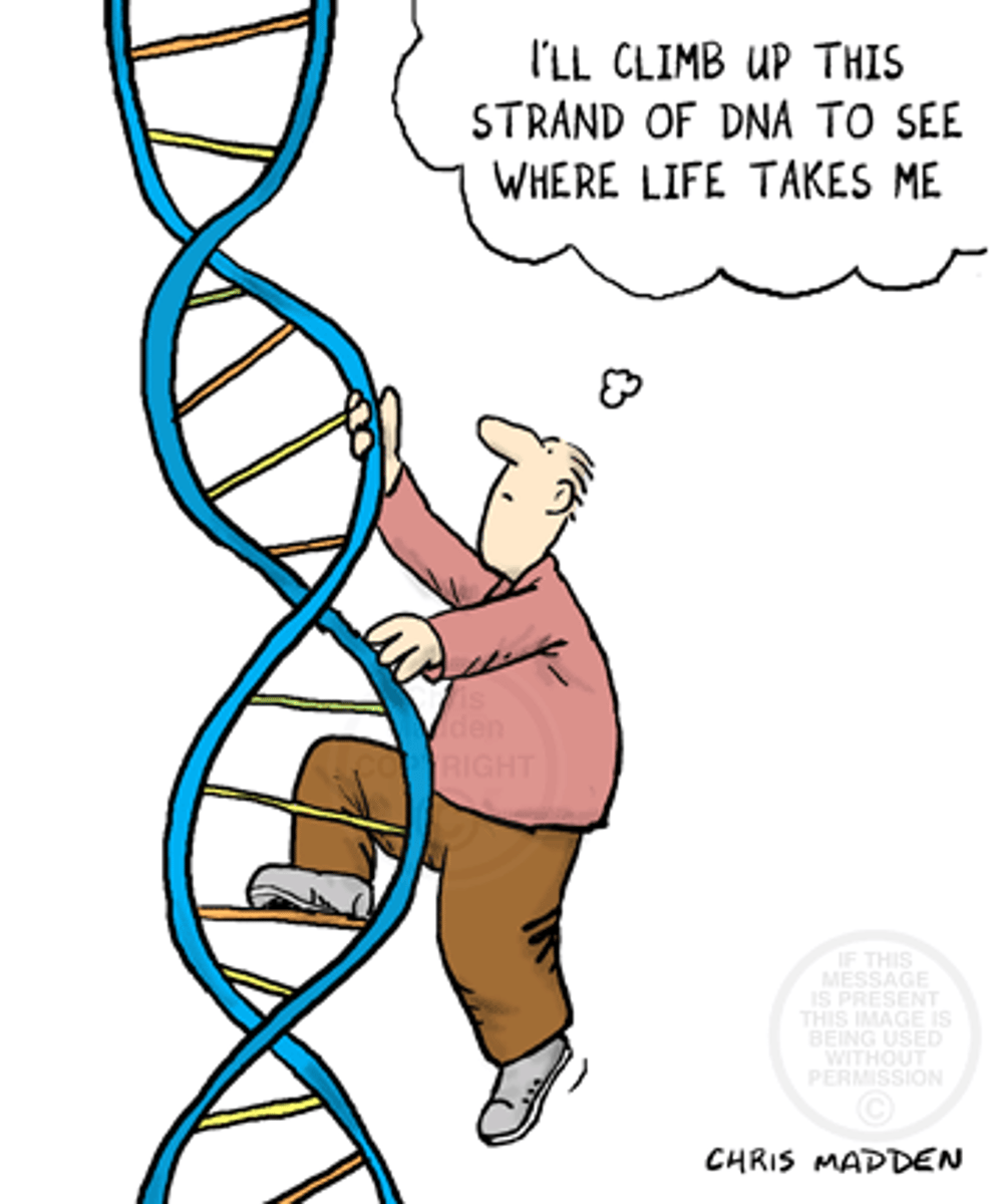 <p>double helix</p>