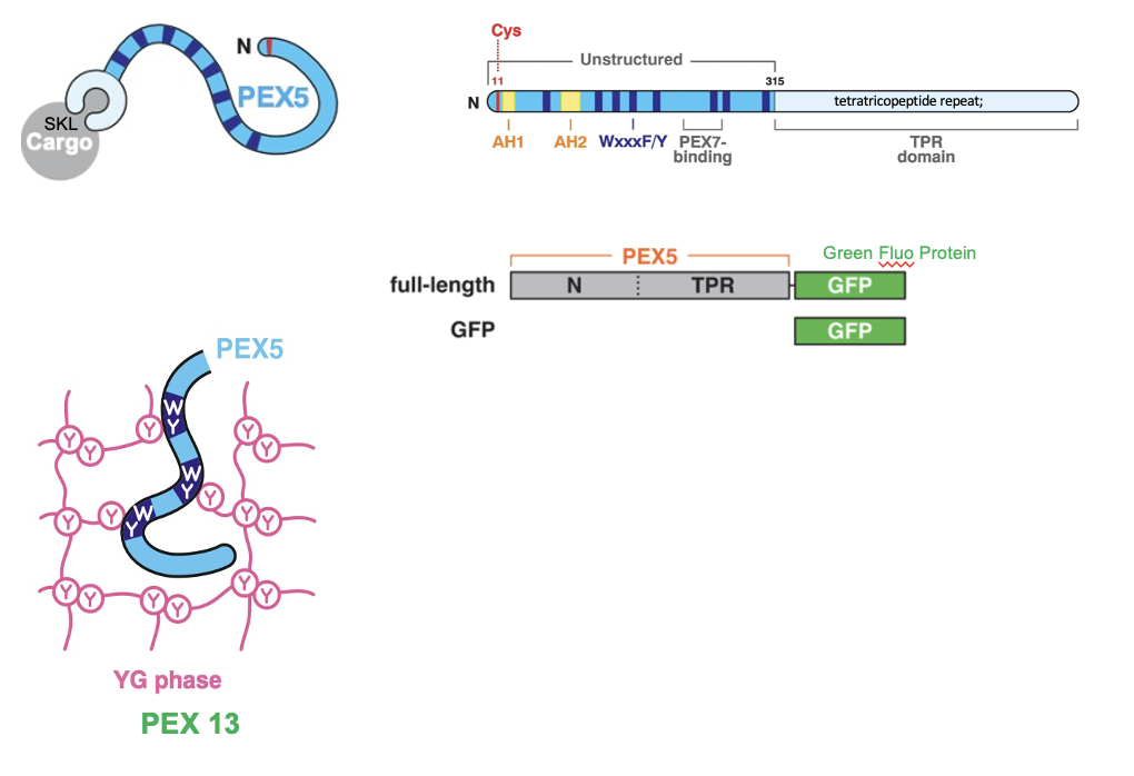 <ul><li><p>cytosolic receptor that recognizes cargo that contains SKL signal and guides it through a docking complex on the peroxisomal membrane. </p><ul><li><p>after releasing the proteins inside, the PEX5 receptor is recycled back to the cytoplasm to pick up more cargo</p></li></ul></li><li><p>PEX5 is rich in aromatic residues (Trp, Phe, Tyr) in its N-terminal region, specifically within its repeated WxxF/Y motifs</p><ul><li><p>allow for aromatic-aromatic (Ď-Ď) stacking interactions, which allow PEX5âs motifs to disrupt or slip between the Tyrâs in the YG domain of PEX13</p></li><li><p>allows to carry cargo thru the pore and exit again into the cytosol once cargo is released</p></li></ul></li></ul><p></p>
