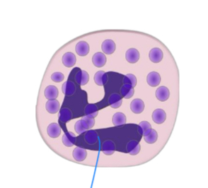 <p>75% of all leukocytes, highly phagocytic (eat and kill) numbers increase during infection. Multi-lobed nucleus</p>
