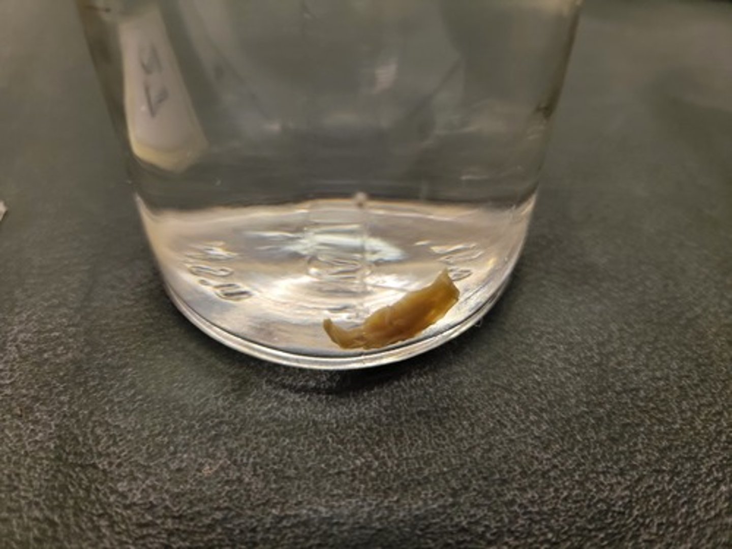 <p>Identify Taxonomy</p>